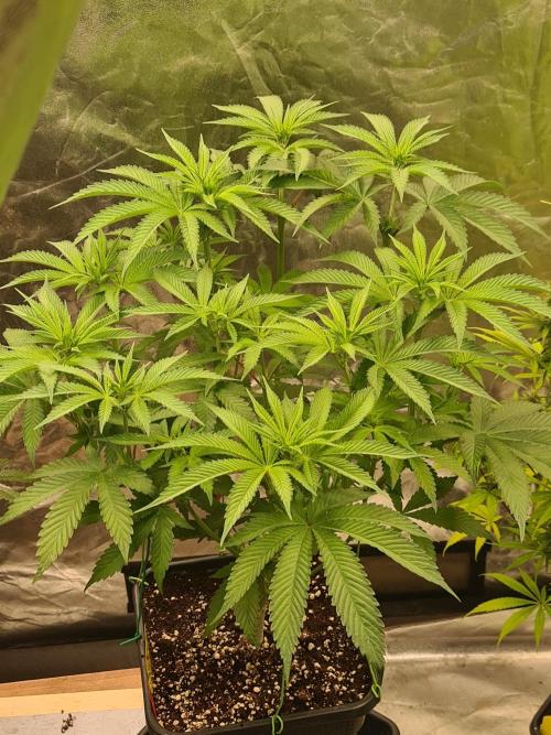 Connoisseur Genetics Cherry Diesel Skunk. Week 9