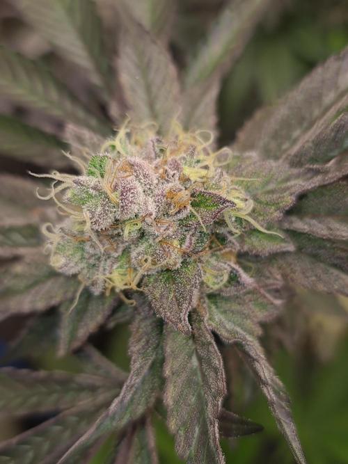 Higher Heights Mendo. Week 16