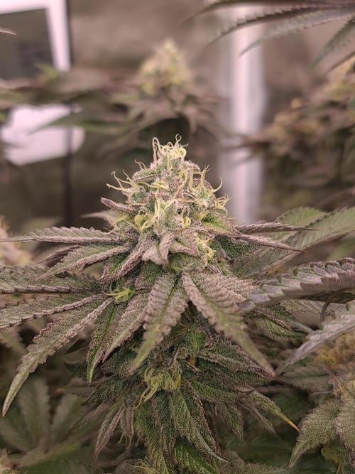 Higher Heights Mendo. Week 16