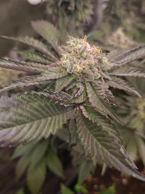 Higher Heights Mendo. Week 16