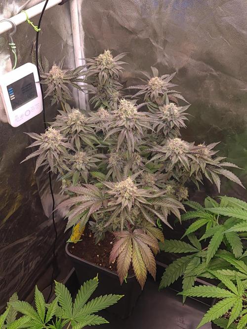 Higher Heights Mendo. Week 16