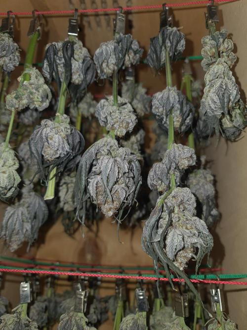 FatalFlower Gen.*Oim's Finest. Week 17