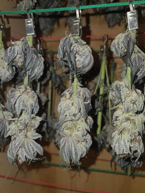 FatalFlower Gen.*Oim's Finest. Week 17