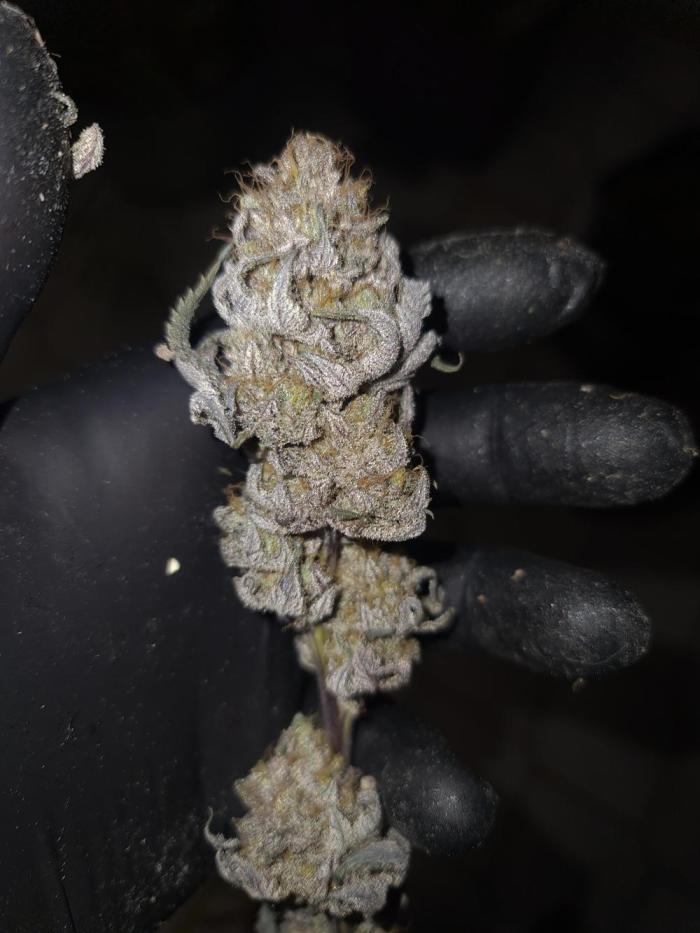 FatalFlower Gen.*Oim's Finest. Week 17