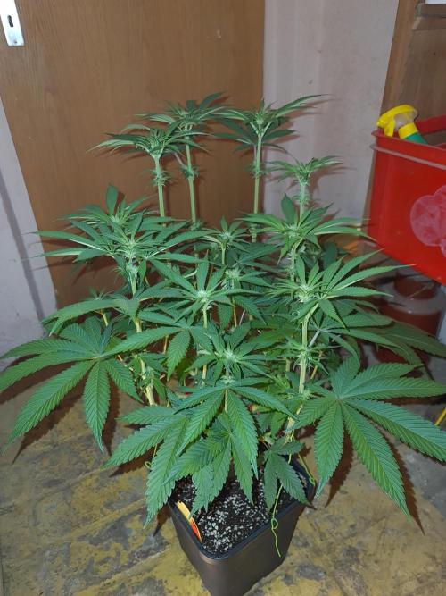 Connoisseur Genetics Cherry Diesel Skunk. Week 10