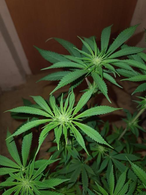 Connoisseur Genetics Cherry Diesel Skunk. Week 10