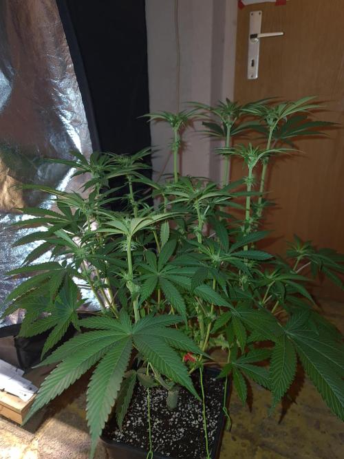 Connoisseur Genetics Cherry Diesel Skunk. Week 10