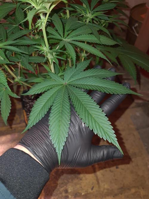 Connoisseur Genetics Cherry Diesel Skunk. Week 10