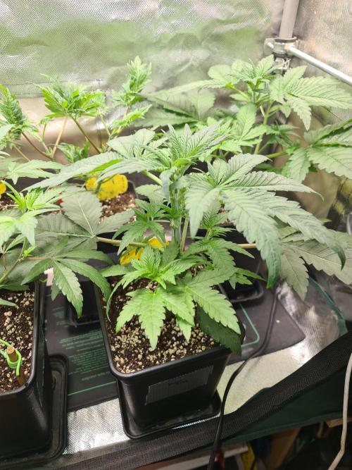 Bloom&Seed.Co. Week 5 - Pomelo Punch 