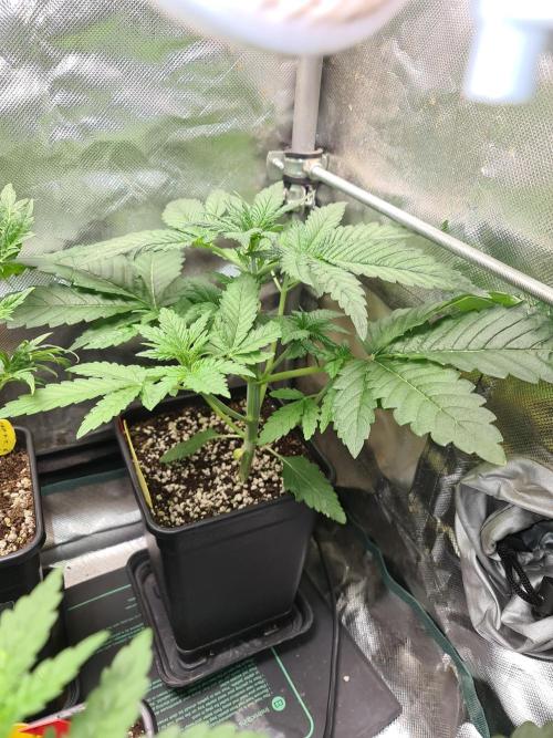 Bloom&Seed.Co. Week 5 - Dulce de Papaya