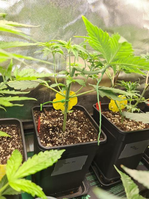 Bloom&Seed.Co. Week 5 - Tropic Sin