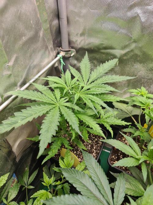 Bloom&Seed.Co. Week 5 - Strawberry Guava 