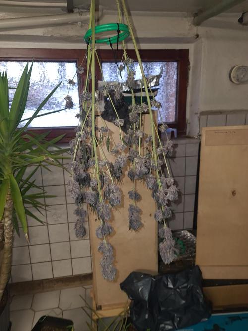 FatalFlower Gen.*Oim's Finest. Week 17