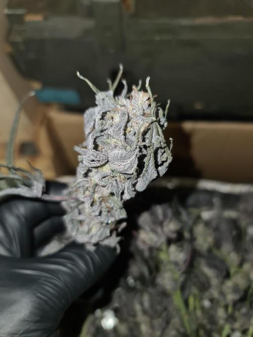 FatalFlower Gen.*Oim's Finest. Week 17