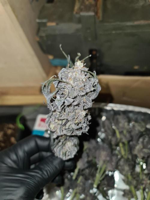 FatalFlower Gen.*Oim's Finest. Week 17