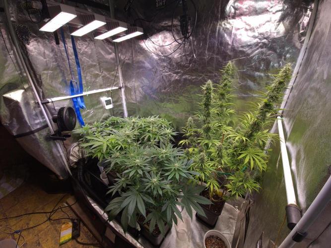 Connoisseur Genetics Cherry Diesel Skunk. Week 10