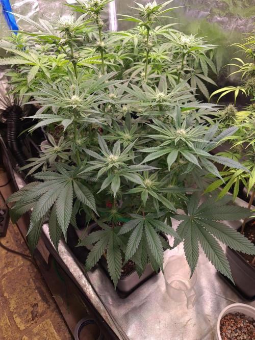 Connoisseur Genetics Cherry Diesel Skunk. Week 10