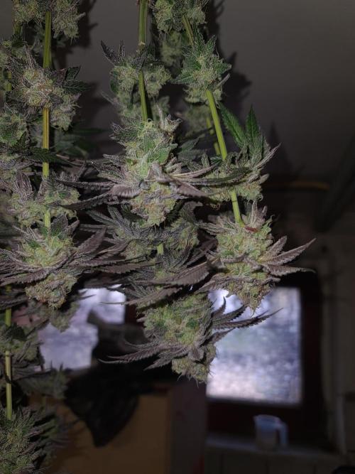 Higher Heights Mendo. Week 17
