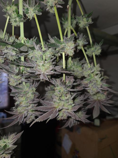 Higher Heights Mendo. Week 17