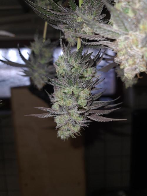 Higher Heights Mendo. Week 17