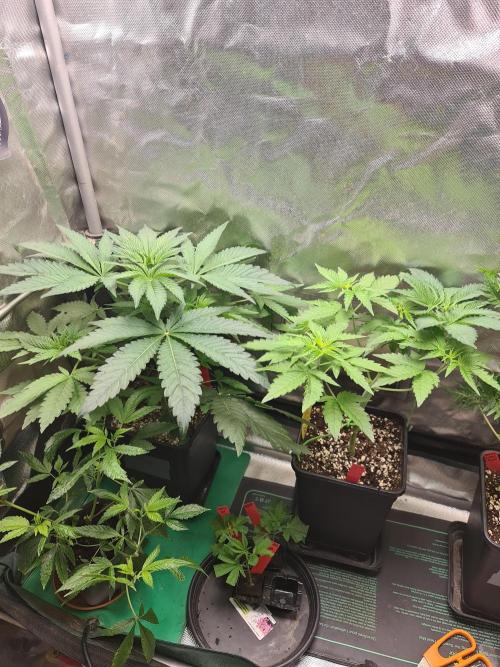 Bloom&Seed.Co. Week 6