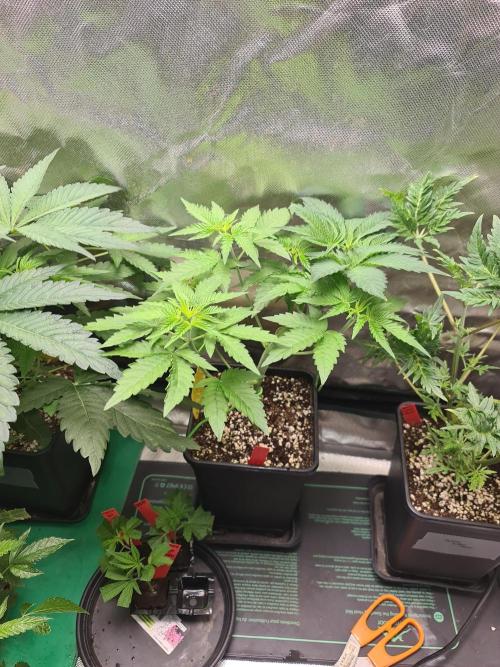 Bloom&Seed.Co. Week 6 - Tropic Sin