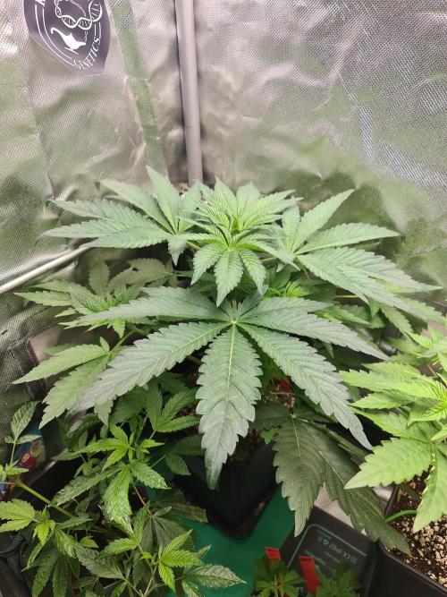 Bloom&Seed.Co. Week 6 - Pomelo Punch