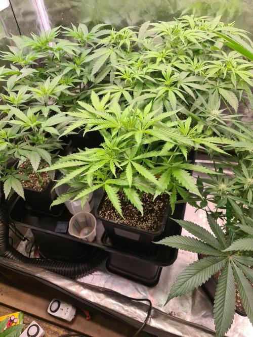 Bloom&Seed.Co. Week 6 - Strawberry Guava 