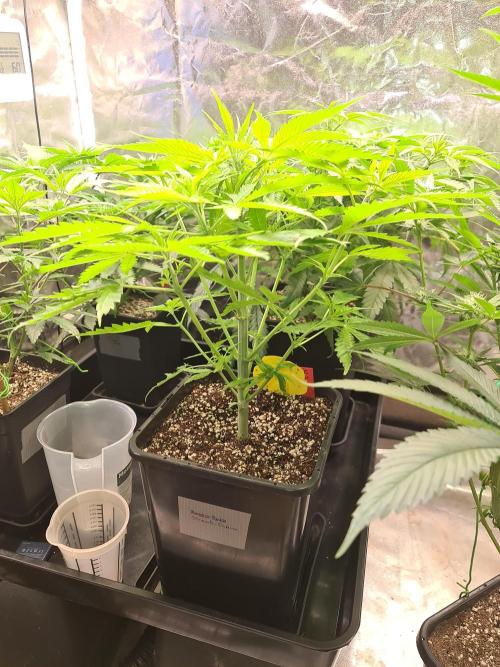 Bloom&Seed.Co. Week 6