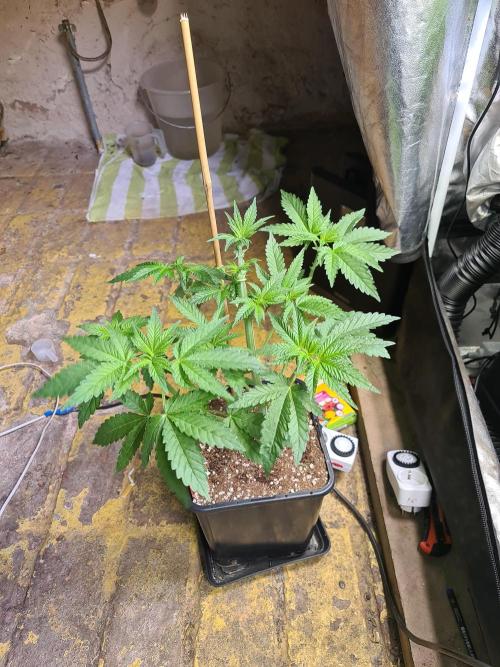 Bloom&Seed.Co. Week 6 - Dulce de Papaya