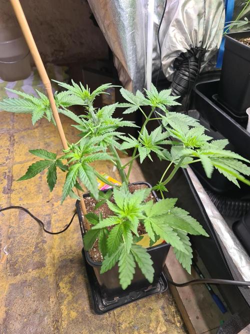 Bloom&Seed.Co. Week 6 - Small training