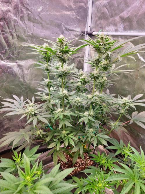 Connoisseur Genetics Cherry Diesel Skunk. Week 11