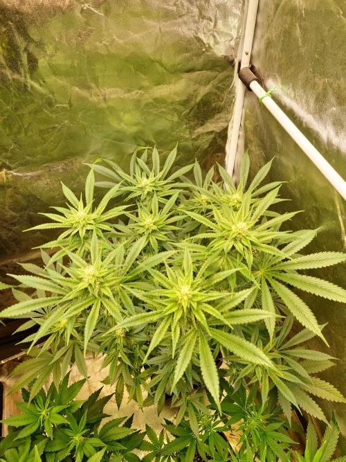 Connoisseur Genetics Cherry Diesel Skunk. Week 11
