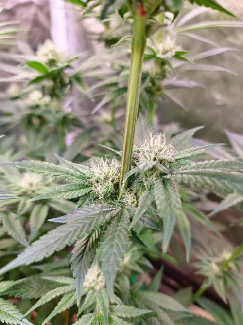 Connoisseur Genetics Cherry Diesel Skunk. Week 11