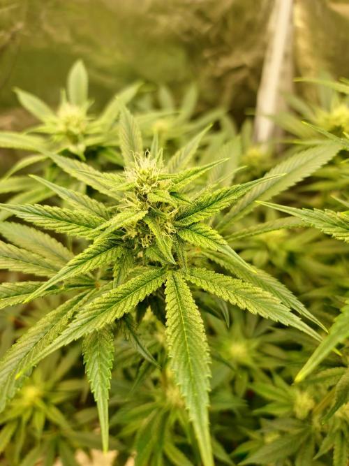 Connoisseur Genetics Cherry Diesel Skunk. Week 11