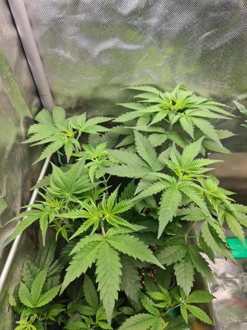 Bloom&Seed.Co. Week 7 - Tropic Sin