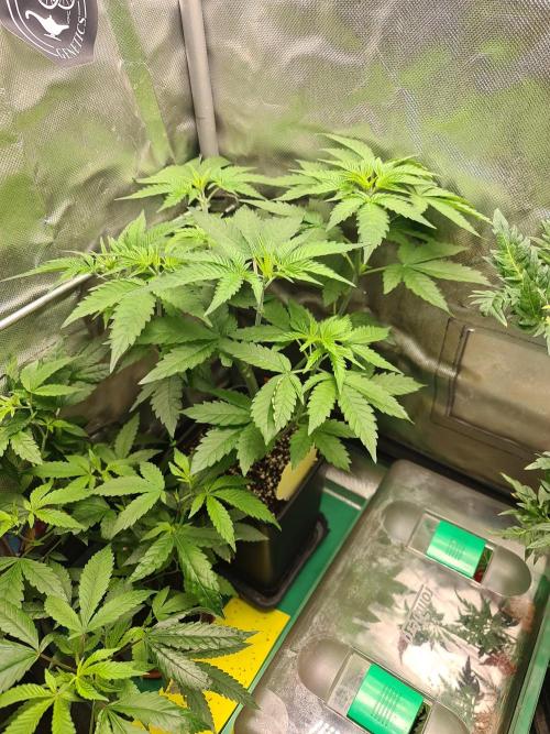 Bloom&Seed.Co. Week 7