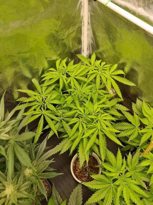 Bloom&Seed.Co. Week 7 - Strawberry Guava 