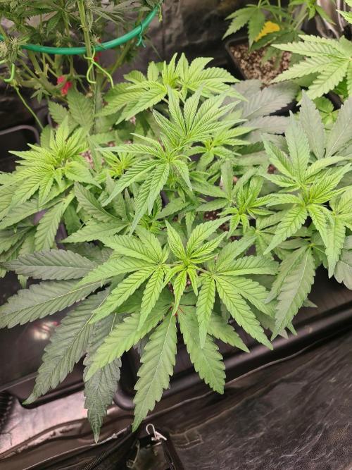 Bloom&Seed.Co. Week 7 - Pomelo Punch