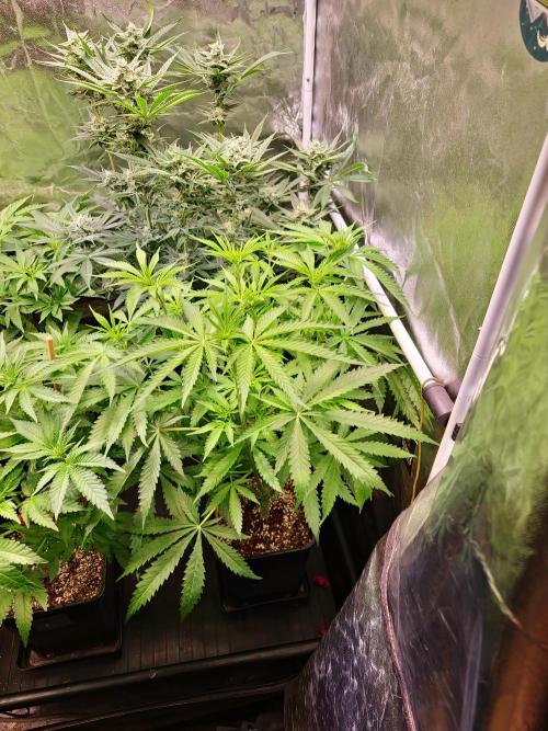 Bloom&Seed.Co. Week 8