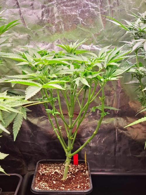 Bloom&Seed.Co. Week 8