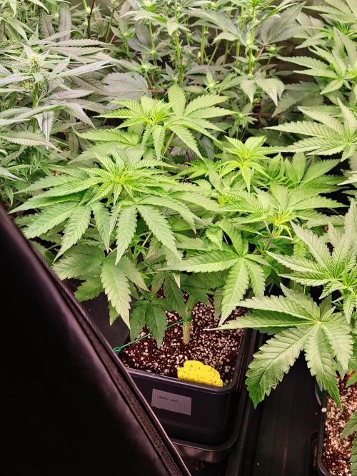 Bloom&Seed.Co. Week 8