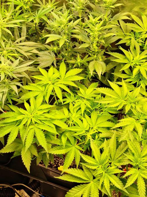 Bloom&Seed.Co. Week 8