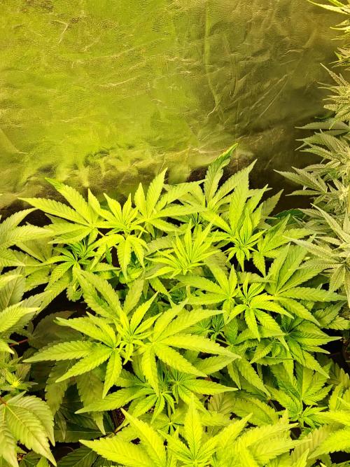 Bloom&Seed.Co. Week 8