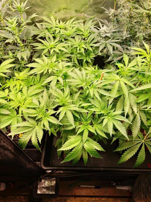 Bloom&Seed.Co. Week 8