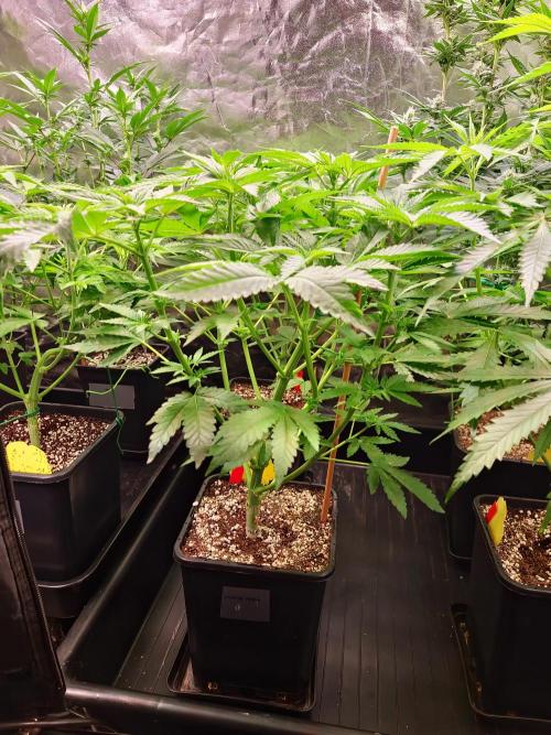 Bloom&Seed.Co. Week 8