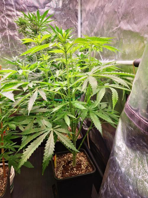 Bloom&Seed.Co. Week 8