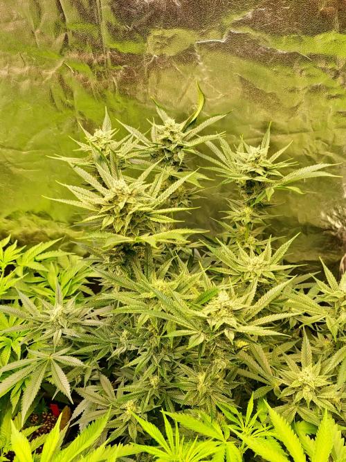 Connoisseur Genetics Cherry Diesel Skunk. Week 12