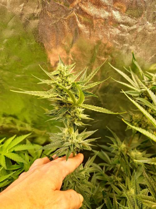 Connoisseur Genetics Cherry Diesel Skunk. Week 12