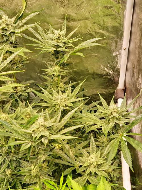 Connoisseur Genetics Cherry Diesel Skunk. Week 12